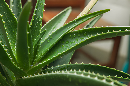 Aloe Vera