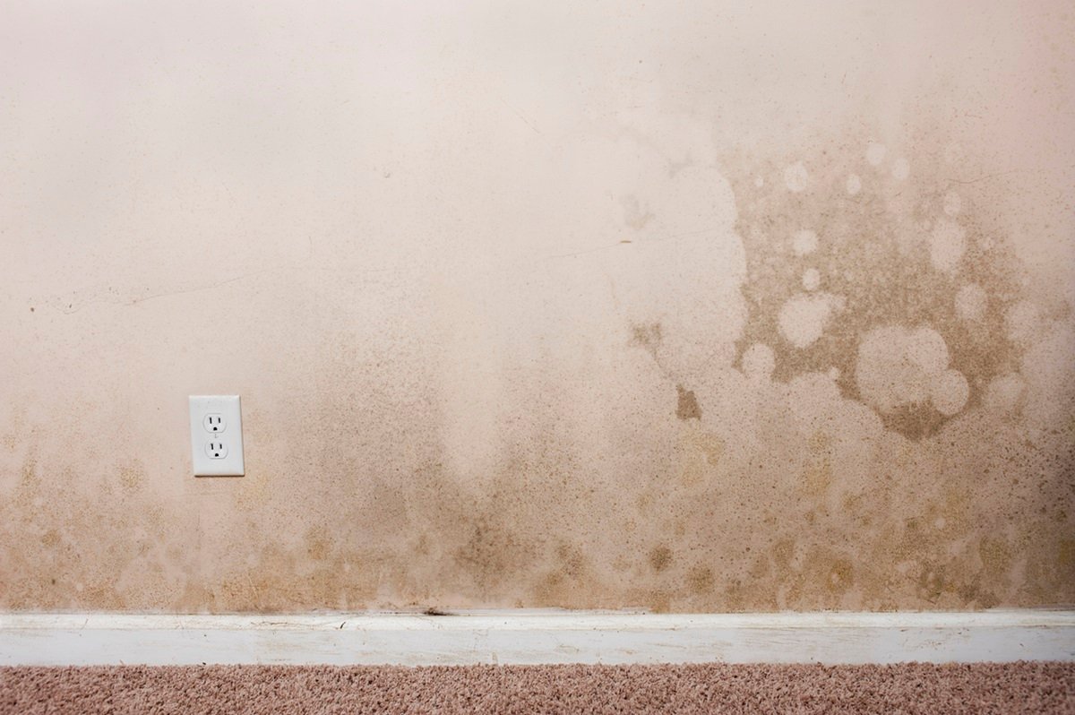 How To Kill Mold On Drywall