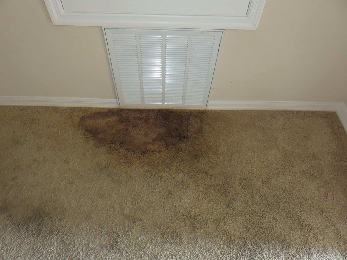 How To Remove Mold Odor From Carpet?