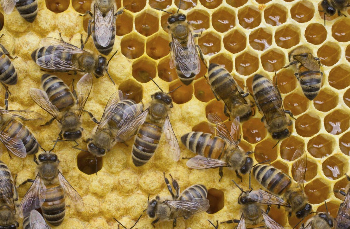 Safeguard Your Home from Bees