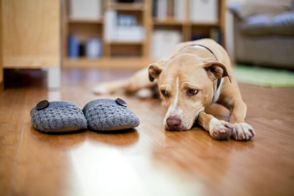 Leaving a Blind Dog Alone