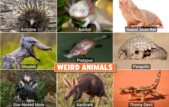 Weird Animals