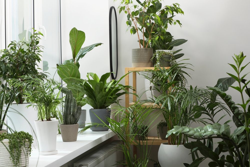 best indoor hanging plants