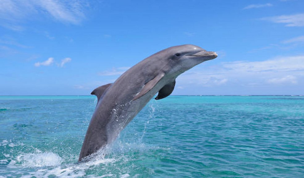 About Dubai Dolphinarium