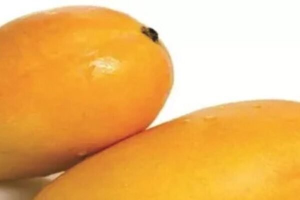 Fresh Chaunsa mangoes are are available for purchase, showcasing the Fresh Mangoes Price in Pakistan.