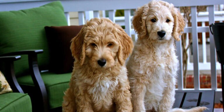 mini goldendoodles for sale in florida