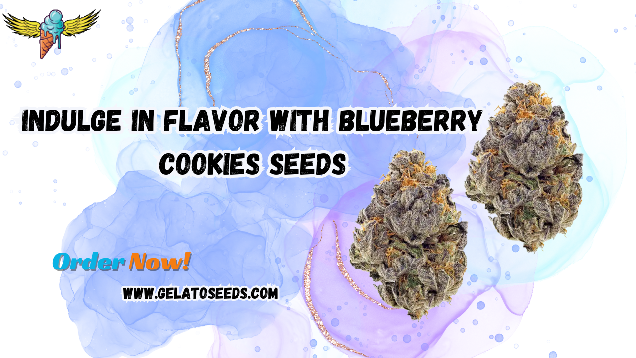 blueberry cookies seeds