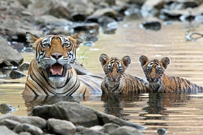 Best Times to Book Your Ranthambore Tiger Safari