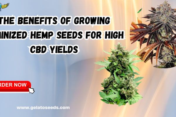 Feminized Hemp Seeds