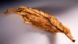 Tobacco Leaf of Cigar