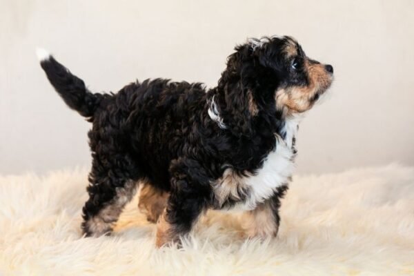 bernedoodle puppies