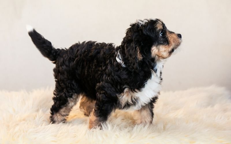 bernedoodle puppies