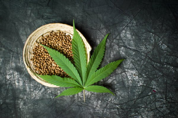 buy cannabis seeds online