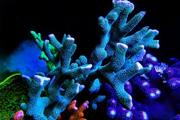 buy sps corals online