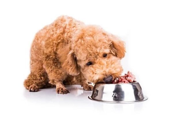 Best Frozen Dog Food