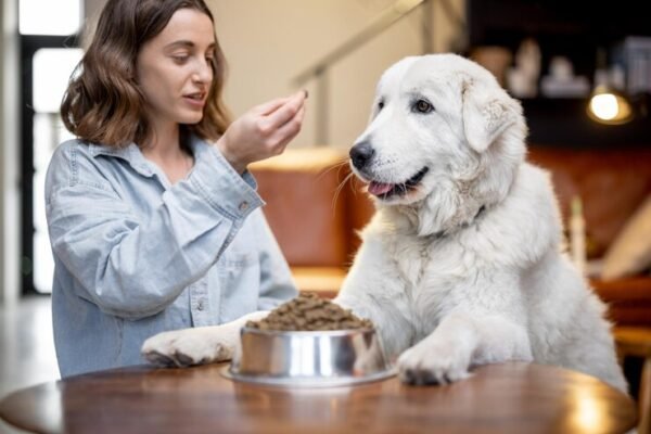 What to Do When Your Dog Won't Eat