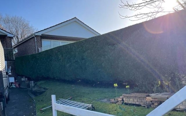 hedge trimming Waterlooville