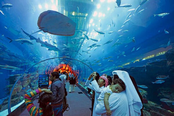 10 Fascinating Facts About Dubai Mall Aquarium You Didn’t Know