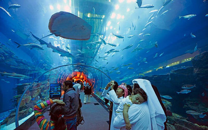 10 Fascinating Facts About Dubai Mall Aquarium You Didn’t Know