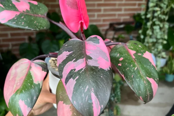 Varieties of Pink Princess Philodendron