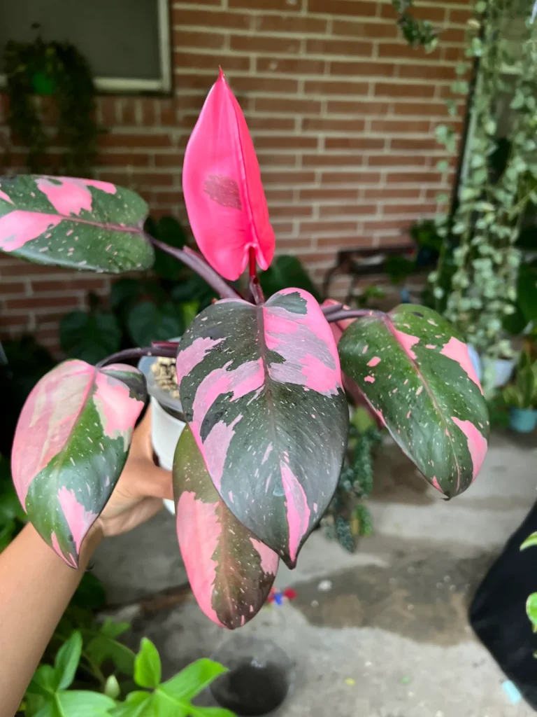 Varieties of Pink Princess Philodendron