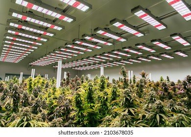 Cannabis Cultivation