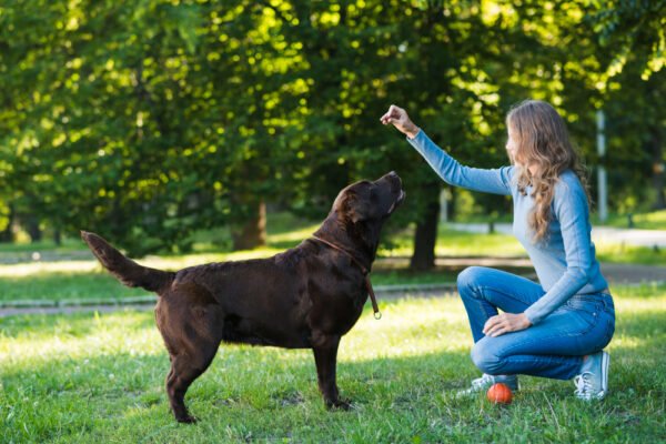 k9 professional dog training