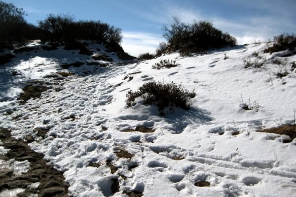 Sandakphu Phalut Trek