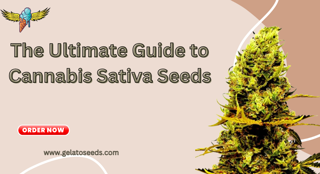 cannabis sativa seeds