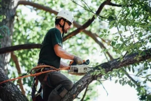 Tree care service