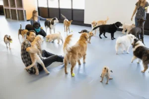 dog-daycare-owners-playing-dogs-600nw-2215699095