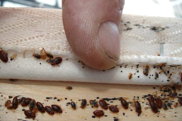 Top Bed Bug Control in Langley