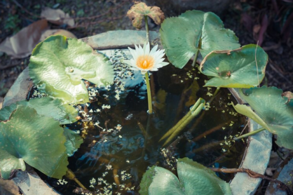 how to plant a water lily