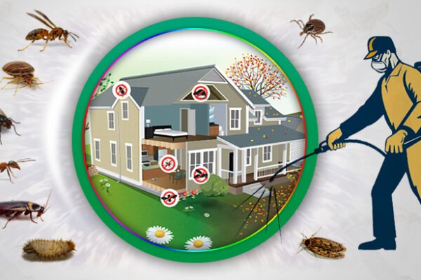 termite control services in Lahore