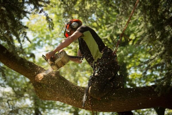 tree service in Maryville TN