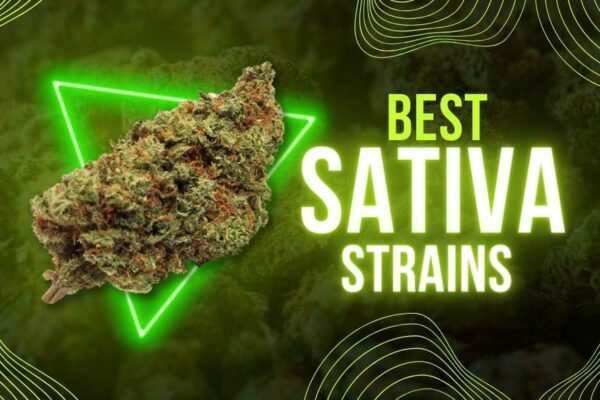 Strong Sativa Strain