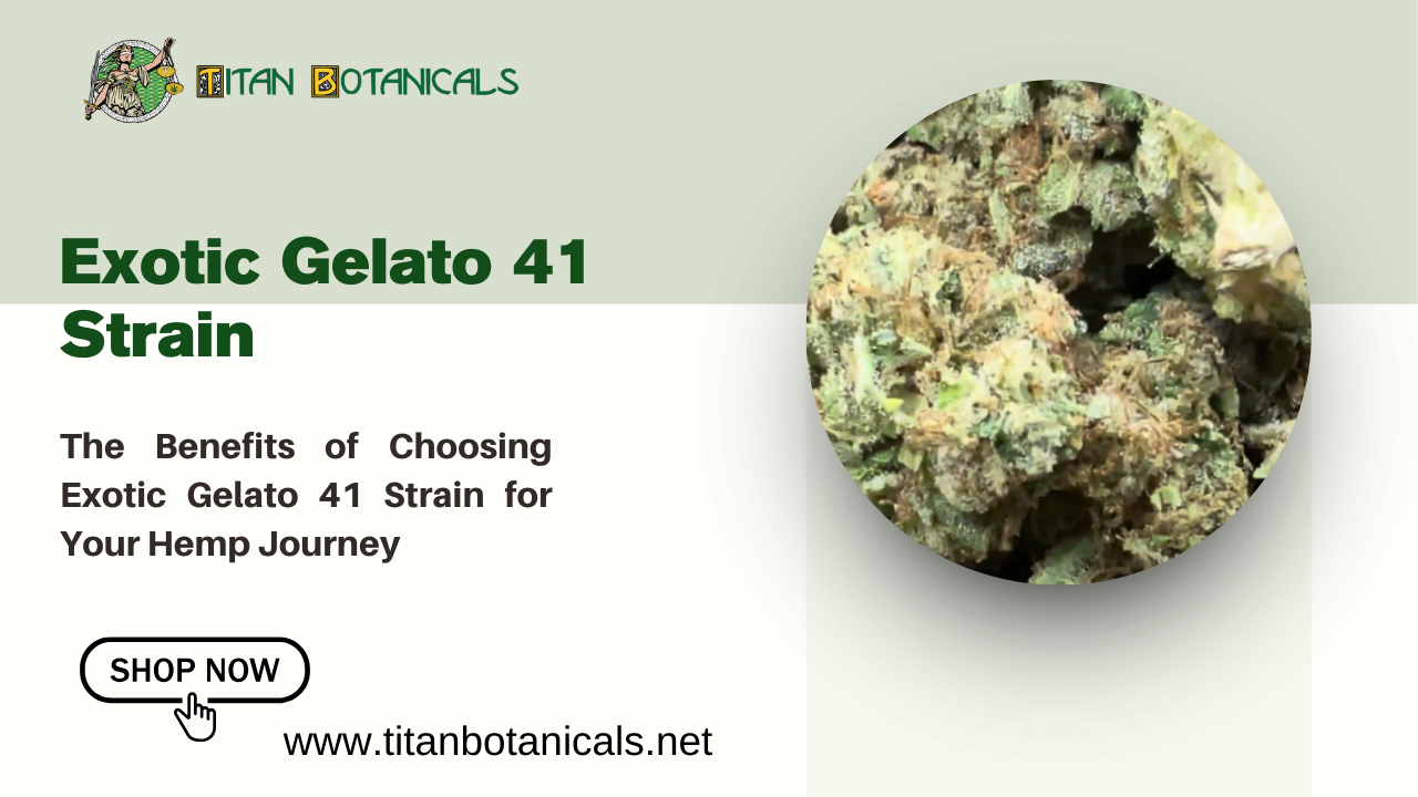 Exotic Gelato 41 Strain