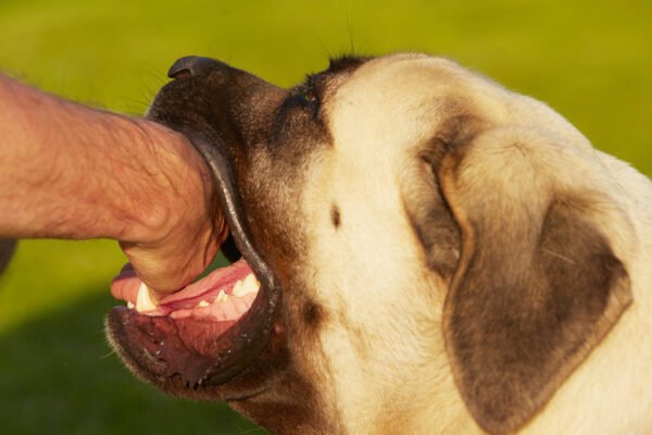 Top Tips for Employee Dog Bite Prevention in the Workplace