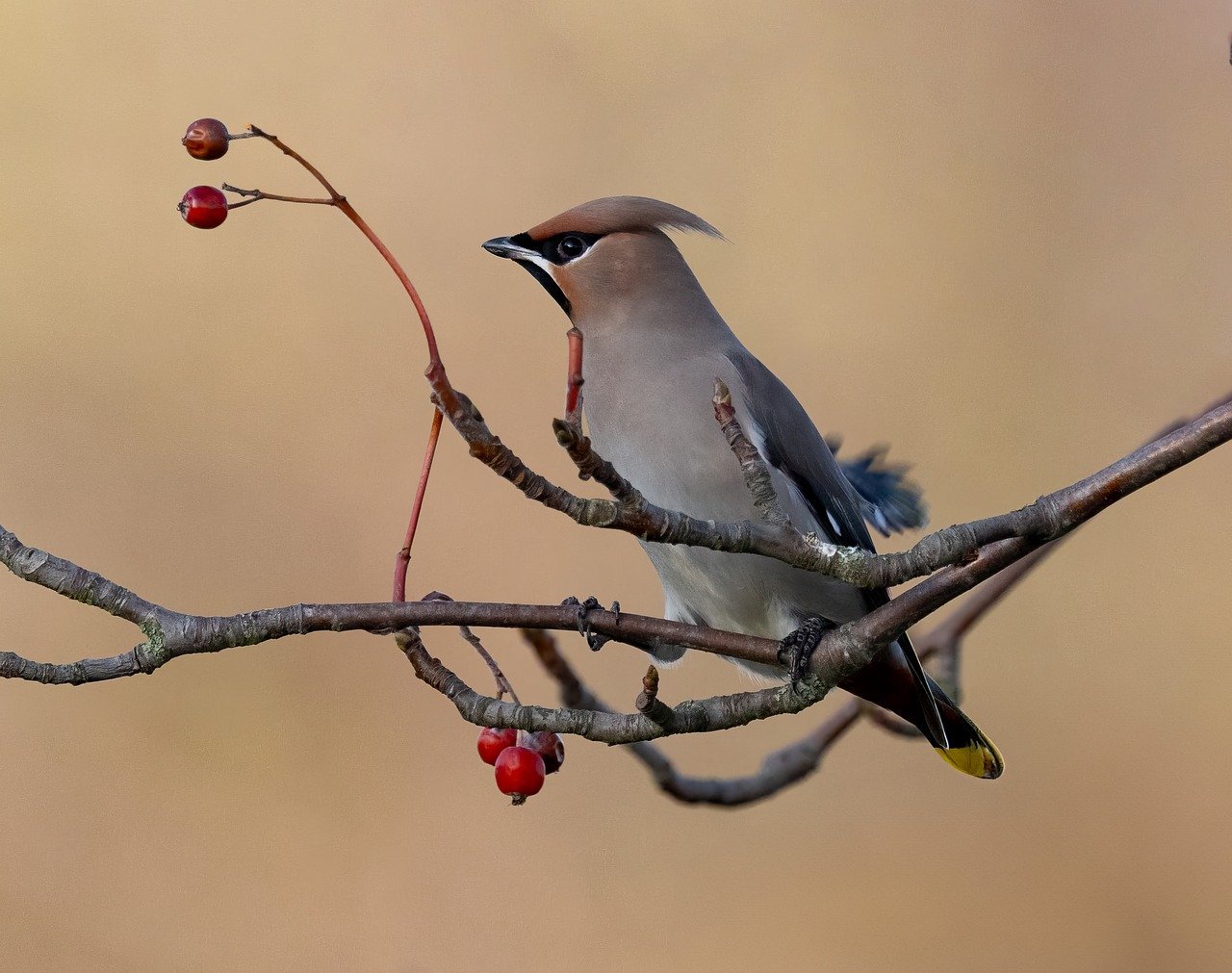 Europe Bird Food Market