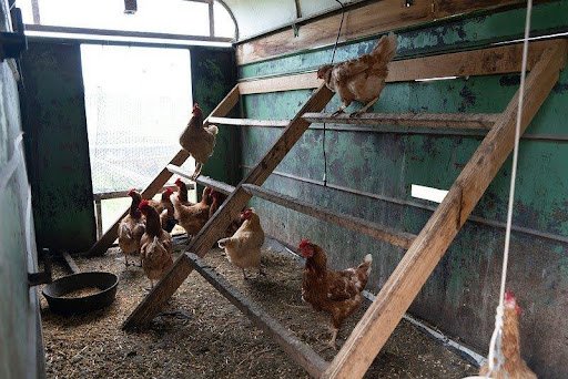 chicken-coop-in-shed