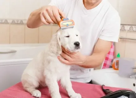 dog grooming services