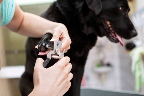 dog nail trimming