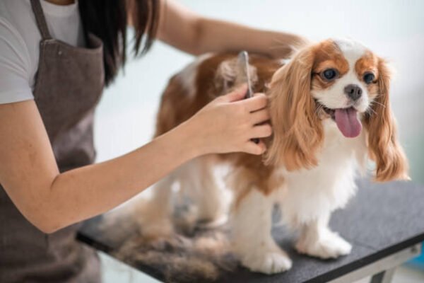 dog grooming san ramon