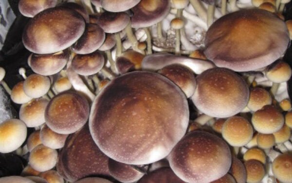 psychedelic mushroom cultivation