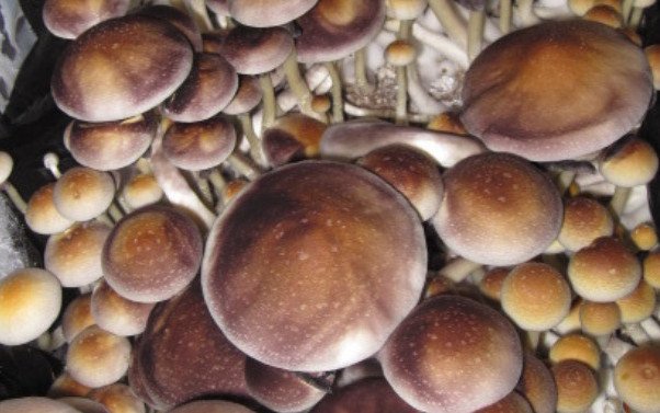 psychedelic mushroom cultivation