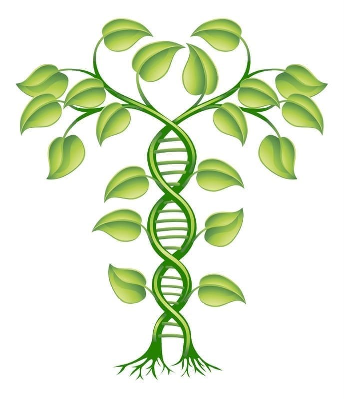 Plant Genomics Market Size