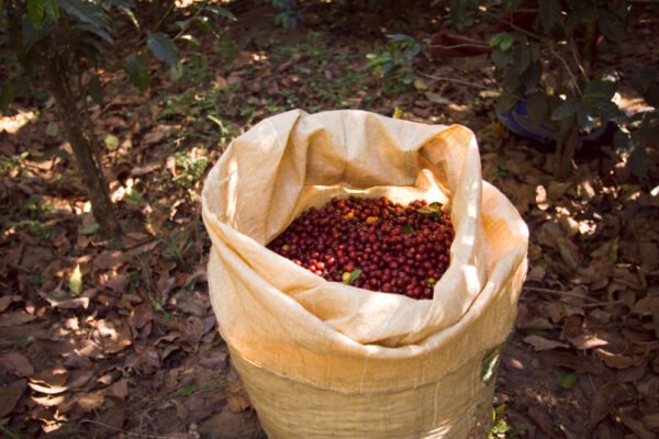 Rise of Organic Coffee