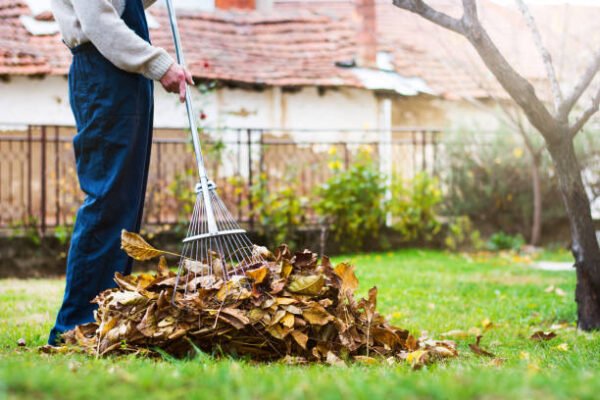 Shrub Removal