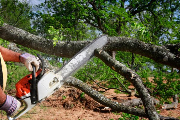 tree trimming