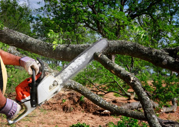 tree trimming